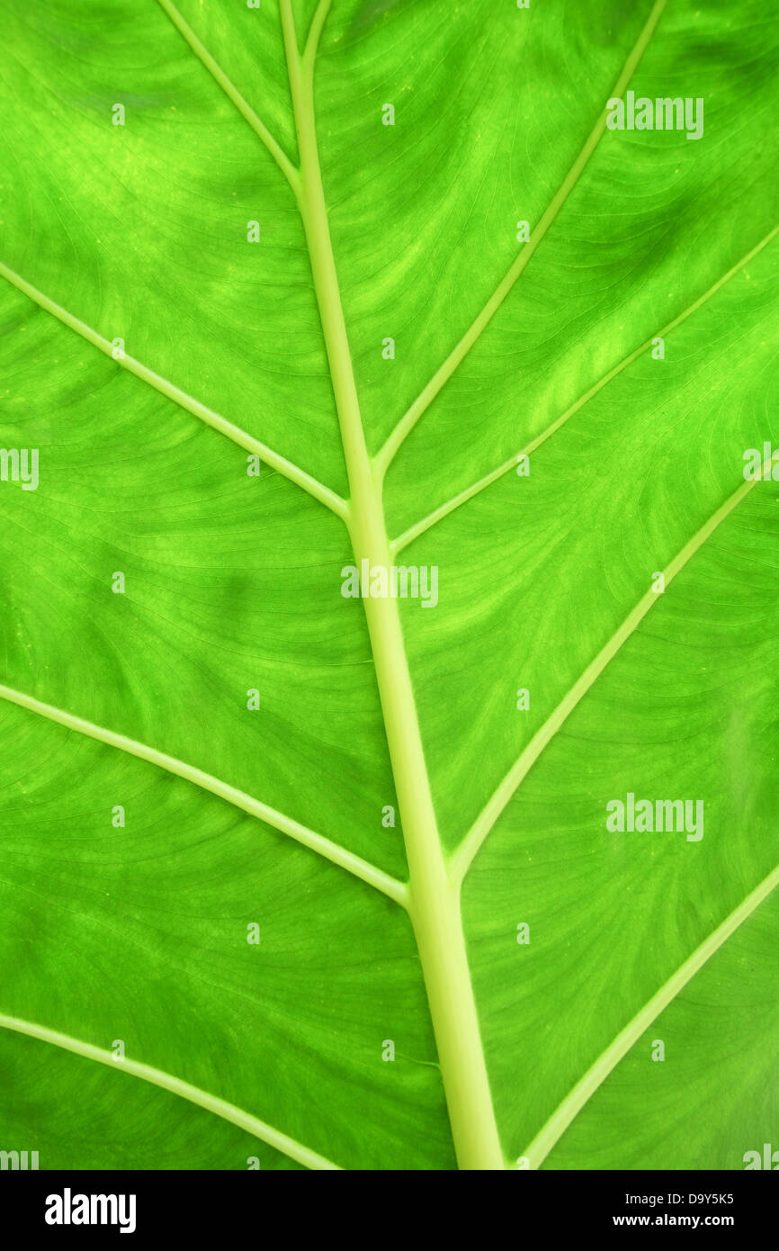 Oberfläche der Blätter Stockfoto