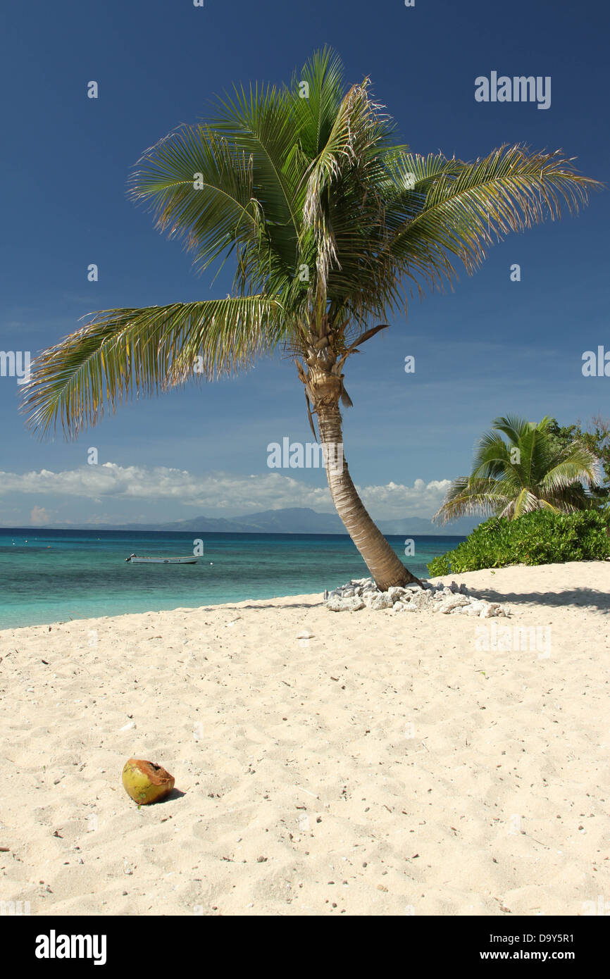 Palme am tropischen Strand Stockfoto