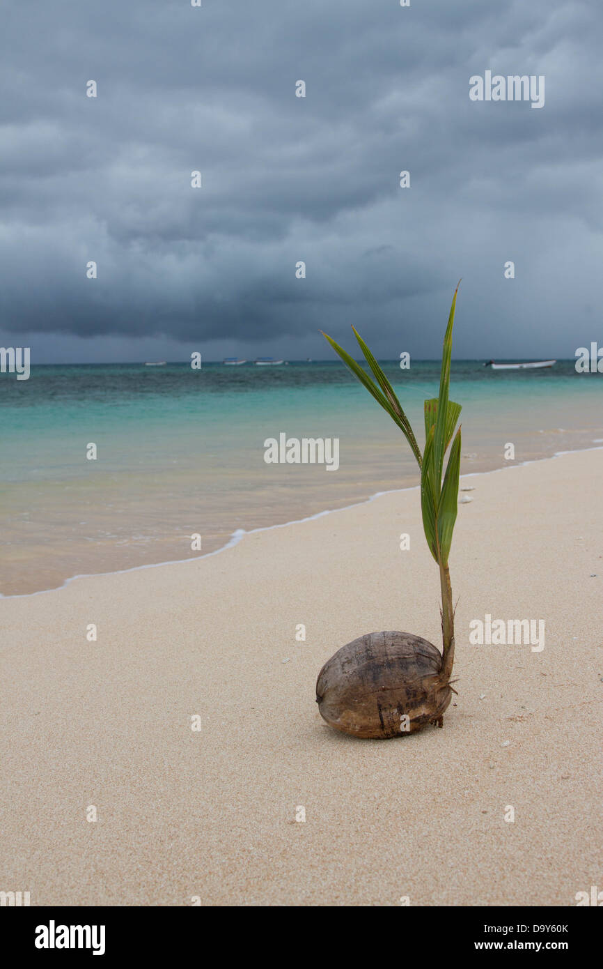 Kokosnuss am tropischen Strand Stockfoto