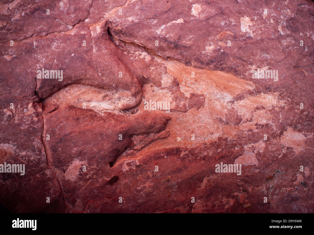 Dinosaur Tracks auf Sandstein Boulder Junction Hackberry Canyon mit niedrigeren Death Valley Wash Grand Staircase-Escalante National Stockfoto