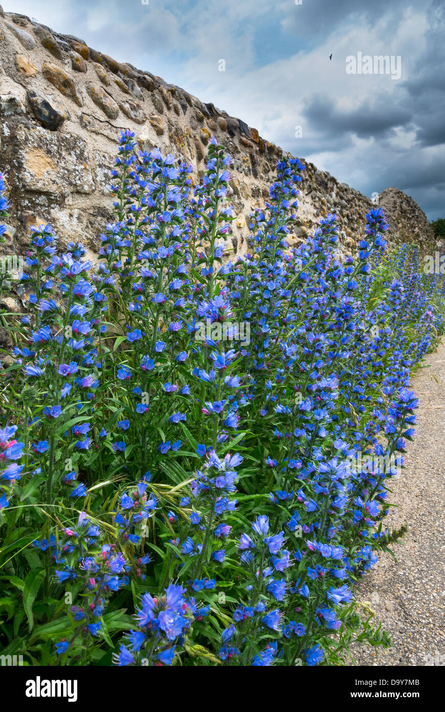 Echium Vulgare, Viper's Bugloss oder Blueweed, wächst neben alten Feuerstein Wand, Norfolk, England, Juni. Stockfoto