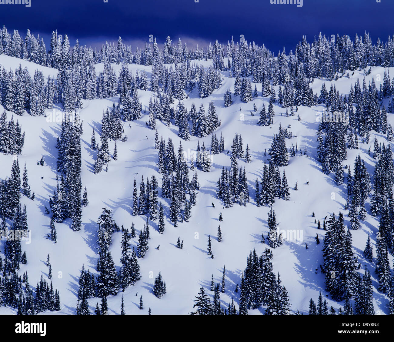 USA Washington State Mount Rainier Nationalpark subalpinen Tanne Berg Schierling wächst an verschneiten Pisten Mazama Ridge oben Stockfoto