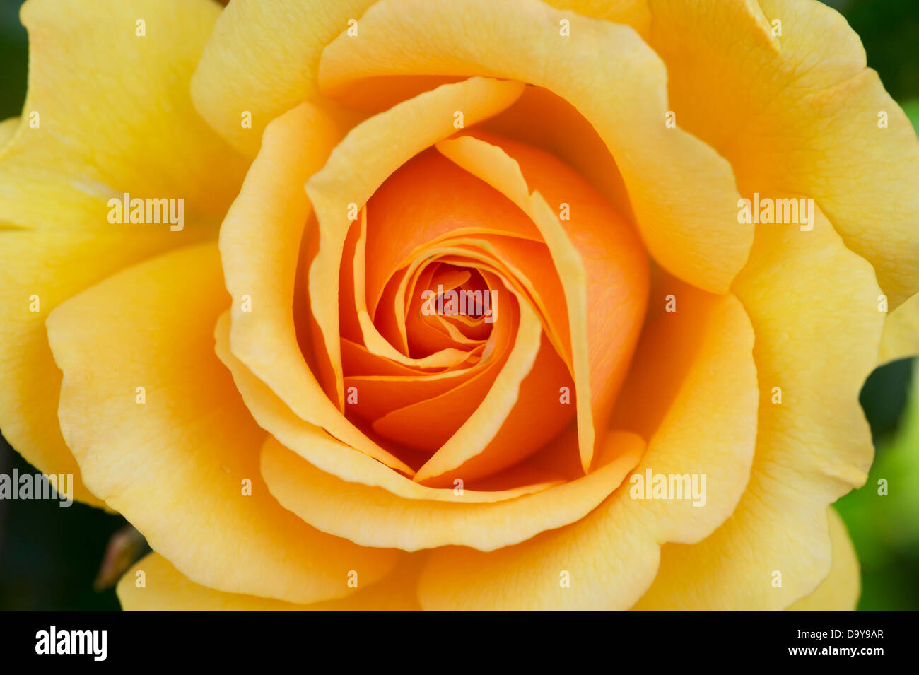 Rosa. Rose Amber Queen Harroony Blume. Bush-Rose Stockfoto