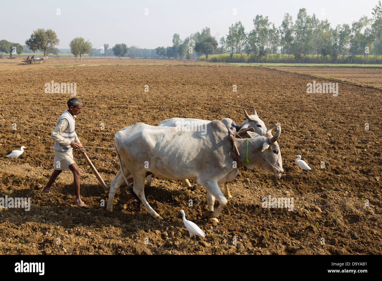 Indien, Uttar Pradesh, Aligarh Mann mit Ochsen pflügen Feld Stockfoto