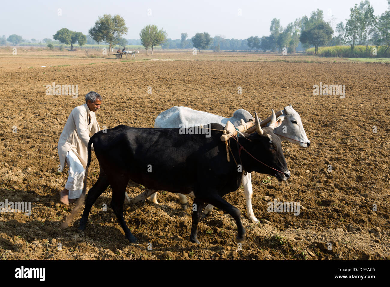 Indien, Uttar Pradesh, Aligarh Mann mit Ochsen pflügen Feld Stockfoto