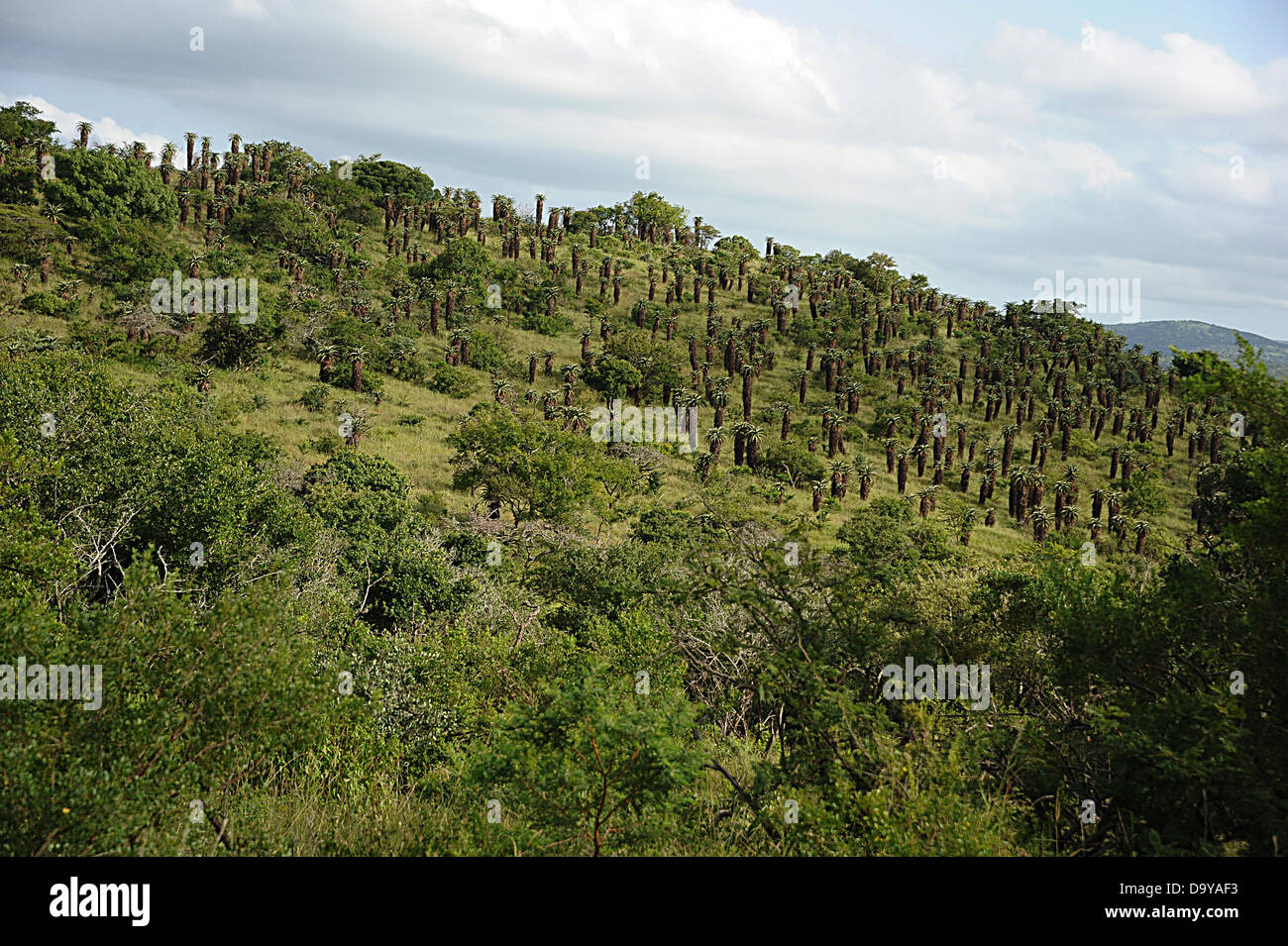 Hügellandschaft mit Bäumen und Sträuchern gefüllt. KwaZulu-Natal, Südafrika. Stockfoto