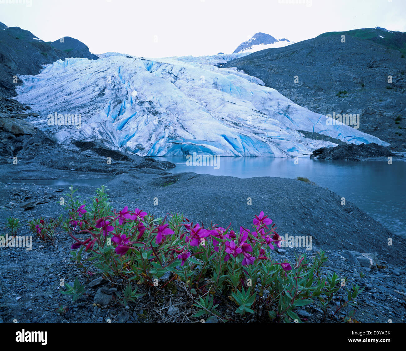 Zwerg Weidenröschen, Epilobium Latifolium, blühen auf Moränenmaterial am Fuße des Worthington Gletscher östlich von Valdez, Alaska. Stockfoto