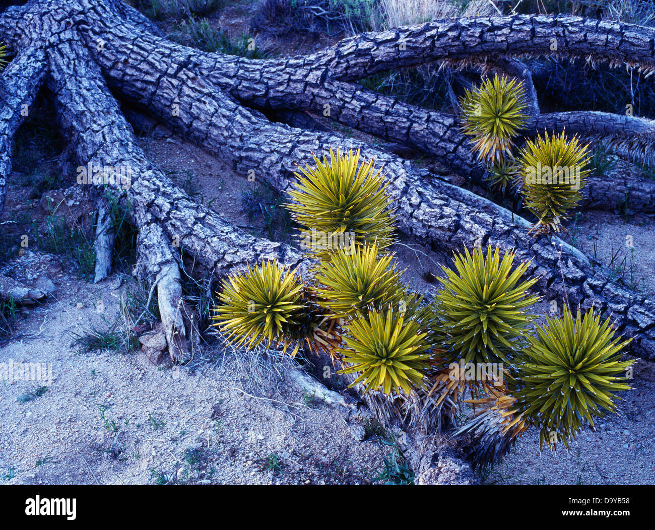 Gefallenen Joshua Tree, Yucca Brevifolia, neues Wachstum, Cima Kuppel, Mojave National Preserve, Kalifornien. Stockfoto