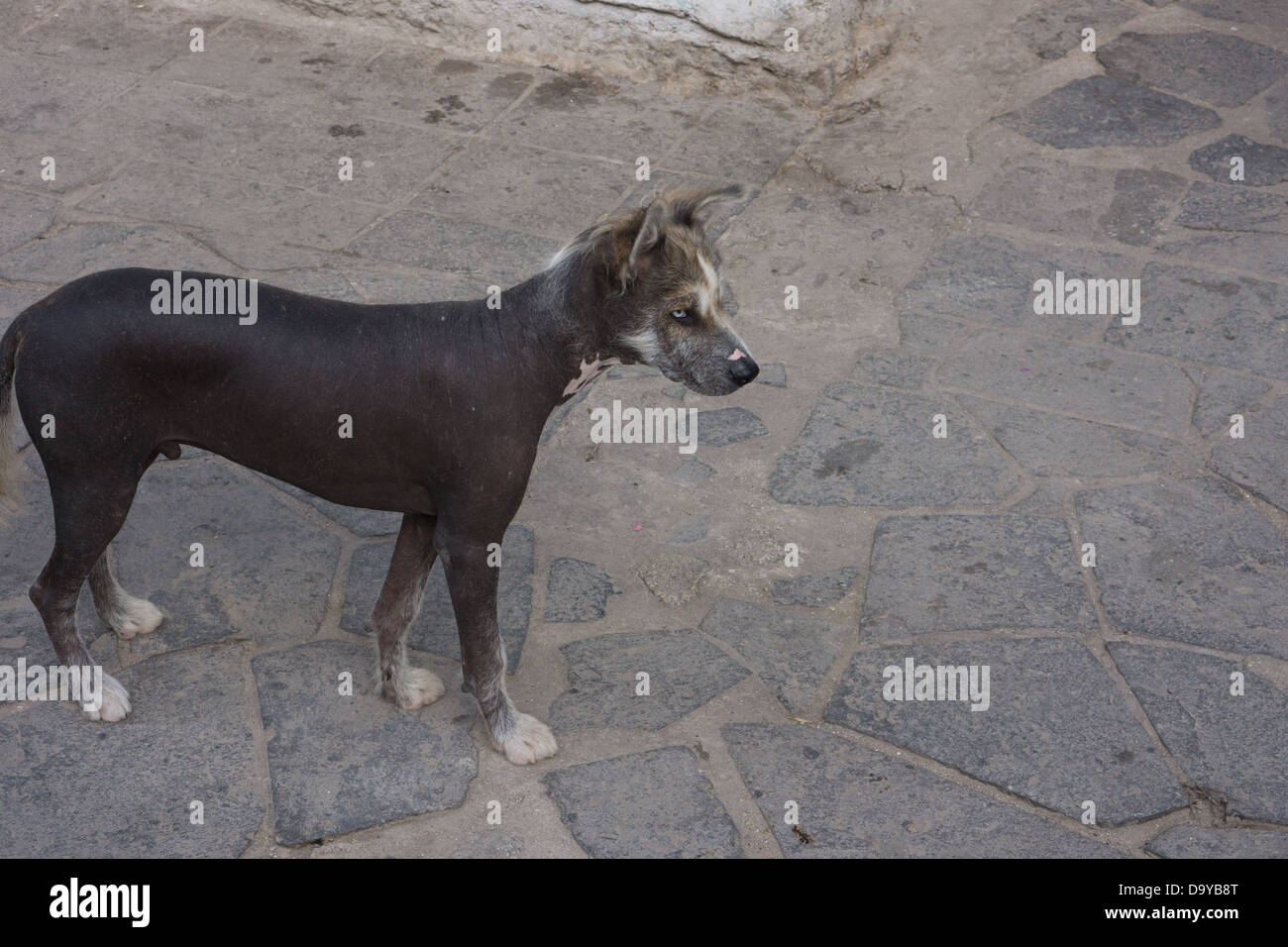 Peruanische haarlosen Hund, Hund, Stockfoto