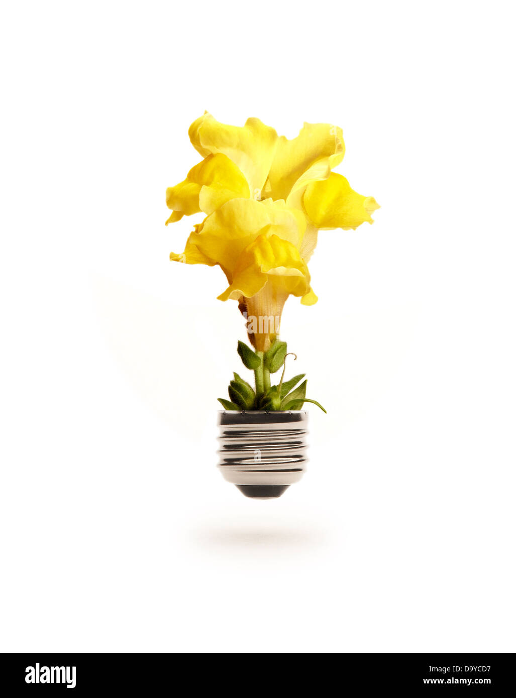 Blume-Glühbirne Stockfoto