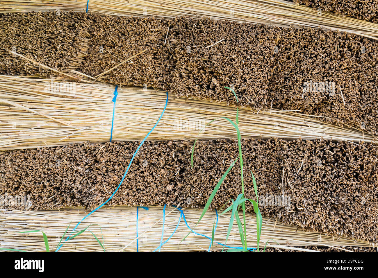 Phragmites, Norfolk Reed, gebündelt und gestapelt bereit für den Transport, Norfolk, England. Stockfoto