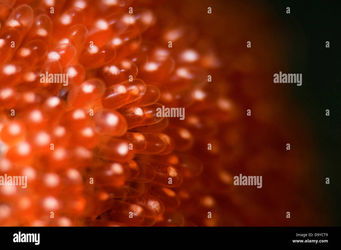 Nahaufnahme der Details von Anemonenfischen, die Entwicklung von Eiern, Gaafu Alifu Atoll, Malediven Stockfoto