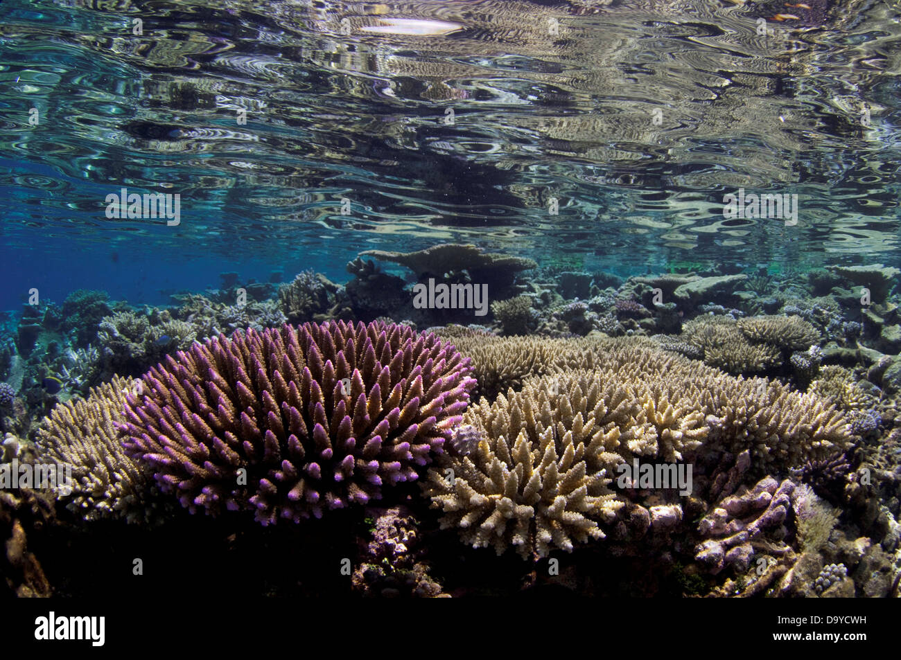 Gesunden Korallenriff auf Untiefen, Gaafu Alifu Atoll, Malediven Stockfoto
