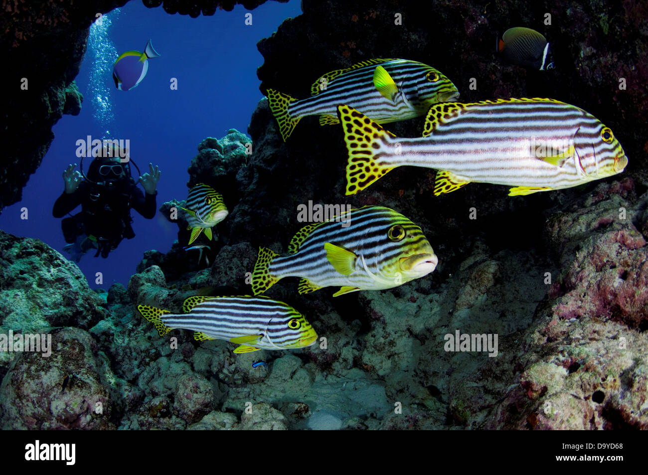 Schule für Orientalische Süßlippen (Plectorhinchus Vittatus) in Höhle mit Taucher im Hintergrund, Vaavu Atoll, Malediven Stockfoto