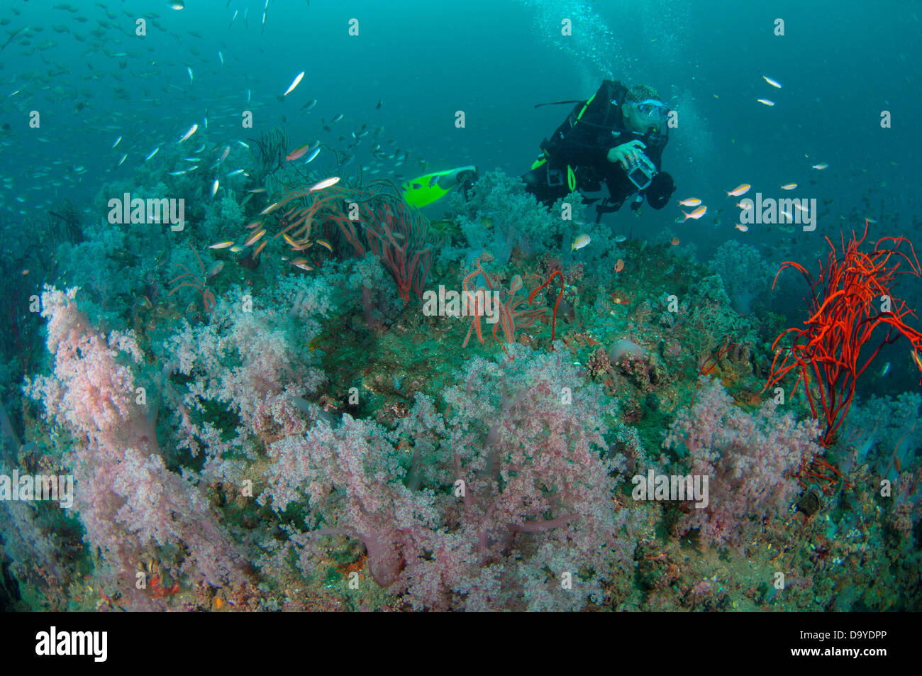 Ein versunkenes Schiff bietet eine tolle Wrack Tauchen Gelegenheit und zeigt eine Vielzahl von Meeresbewohnern, Brunei Darussalam, Borneo Stockfoto