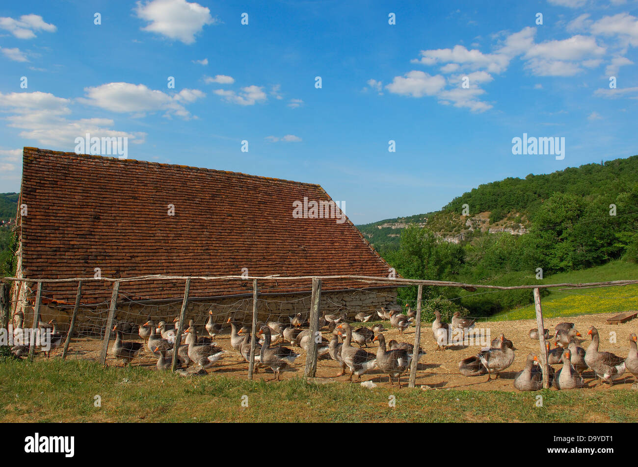 Belcastel, Farm Gänse, Frankreich, Dordogne, Quercy, Périgord Gänse, Europa Stockfoto