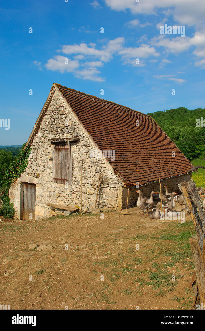Belcastel, Farm Gänse, Frankreich, Dordogne, Quercy, Périgord Gänse, Europa Stockfoto