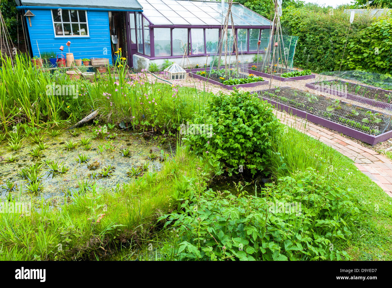 Kleiner Garten im Frühsommer mit Wildtieren Teich, Hochbeete und Schindeln Pfade, Norfolk, England, Juni Stockfoto