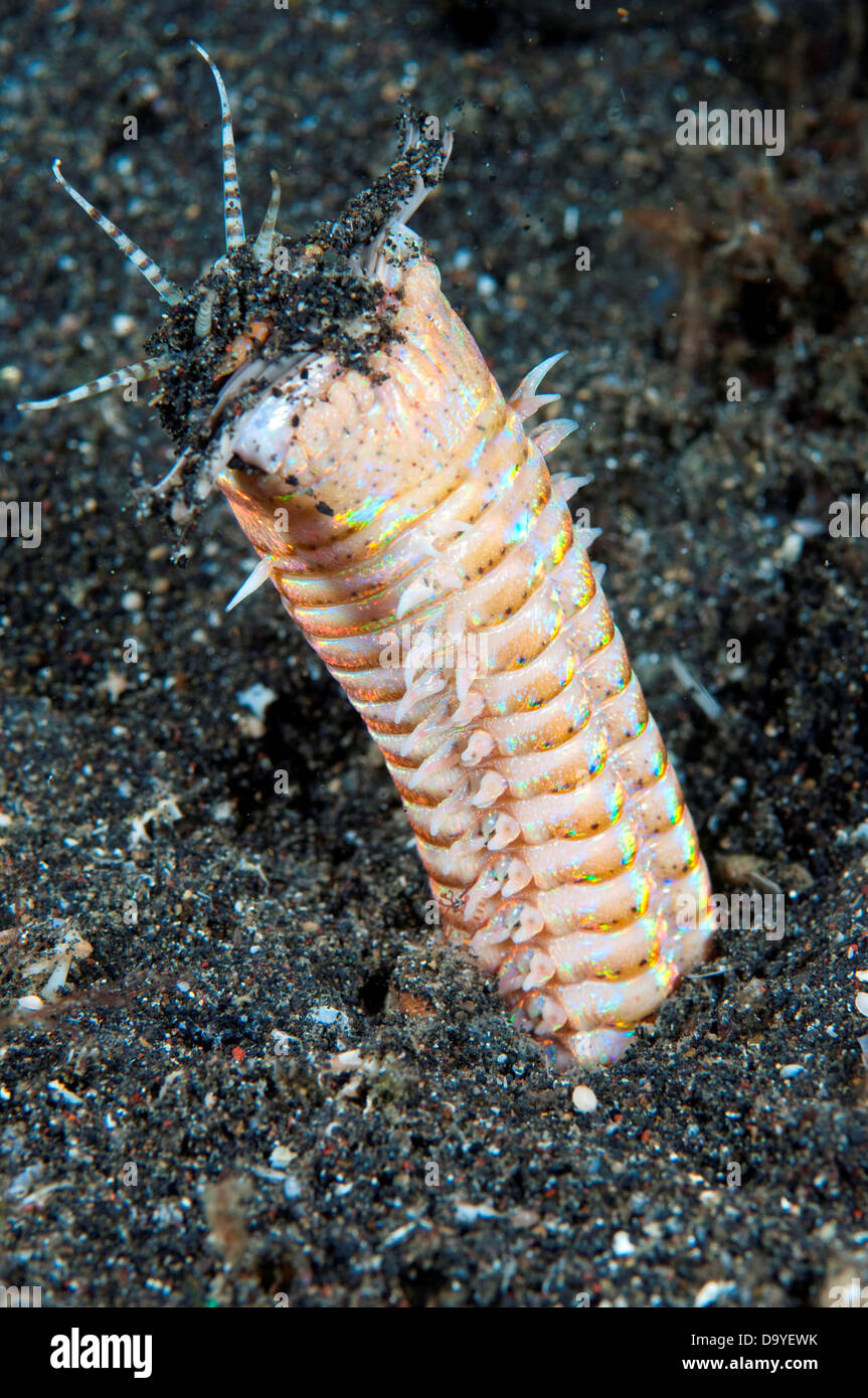 Bobbit Wurm, Eunice Sp., aus schwarzem Sand, Lembeh Strait, Sulawesi, Indonesien Stockfoto