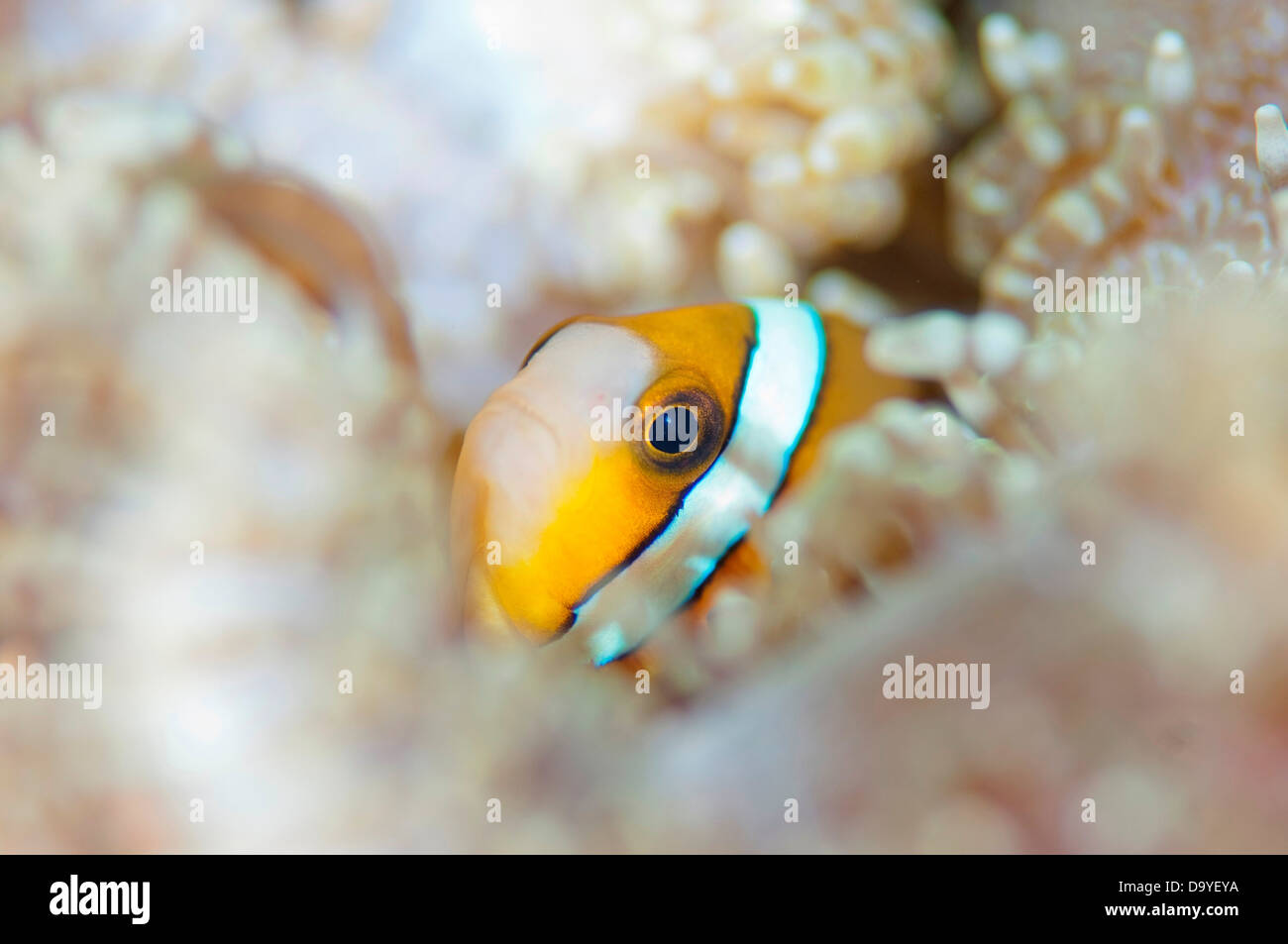 Clarks Anemonenfische, Amphiprion Clarkii, Leiter poking aus der host-Anemone, Lembeh Strait, Sulawesi, Indonesien Stockfoto