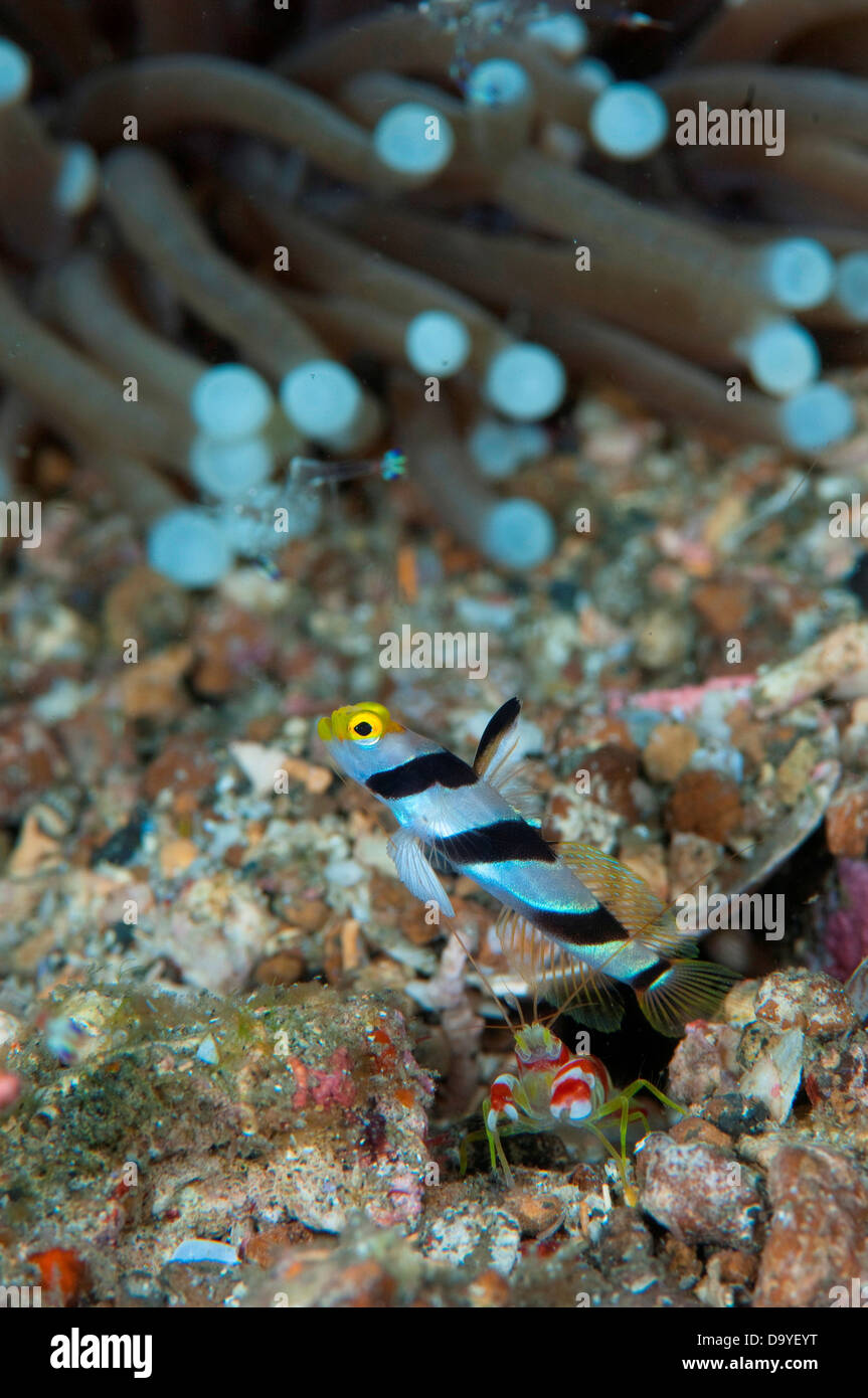 Yellownose Shrimpgoby, Stonogobiops Xanthorhinica aus Graben mit Alpheid Garnelen, Lembeh Strait, Sulawesi, Indonesien Stockfoto