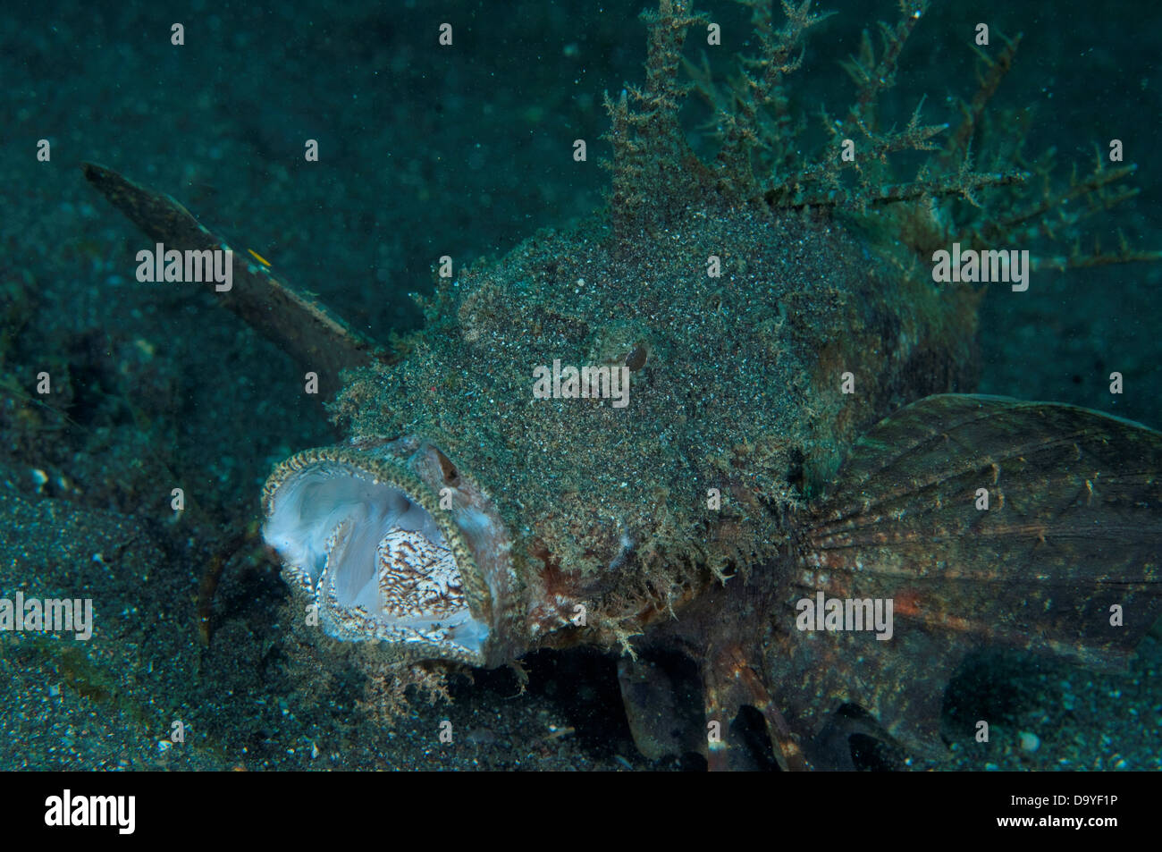 Stachelige Devilfish, Inimicus Didactylus, Gähnen auf Sand, Lembeh Strait, Sulawesi, Indonesien Stockfoto