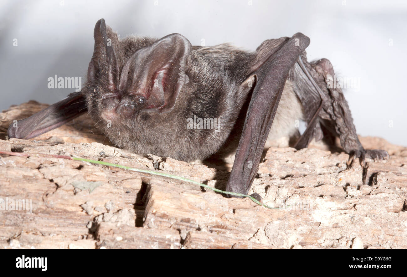 Mopsfledermaus (Barbastella Barbastellus) gefangen Stockfoto