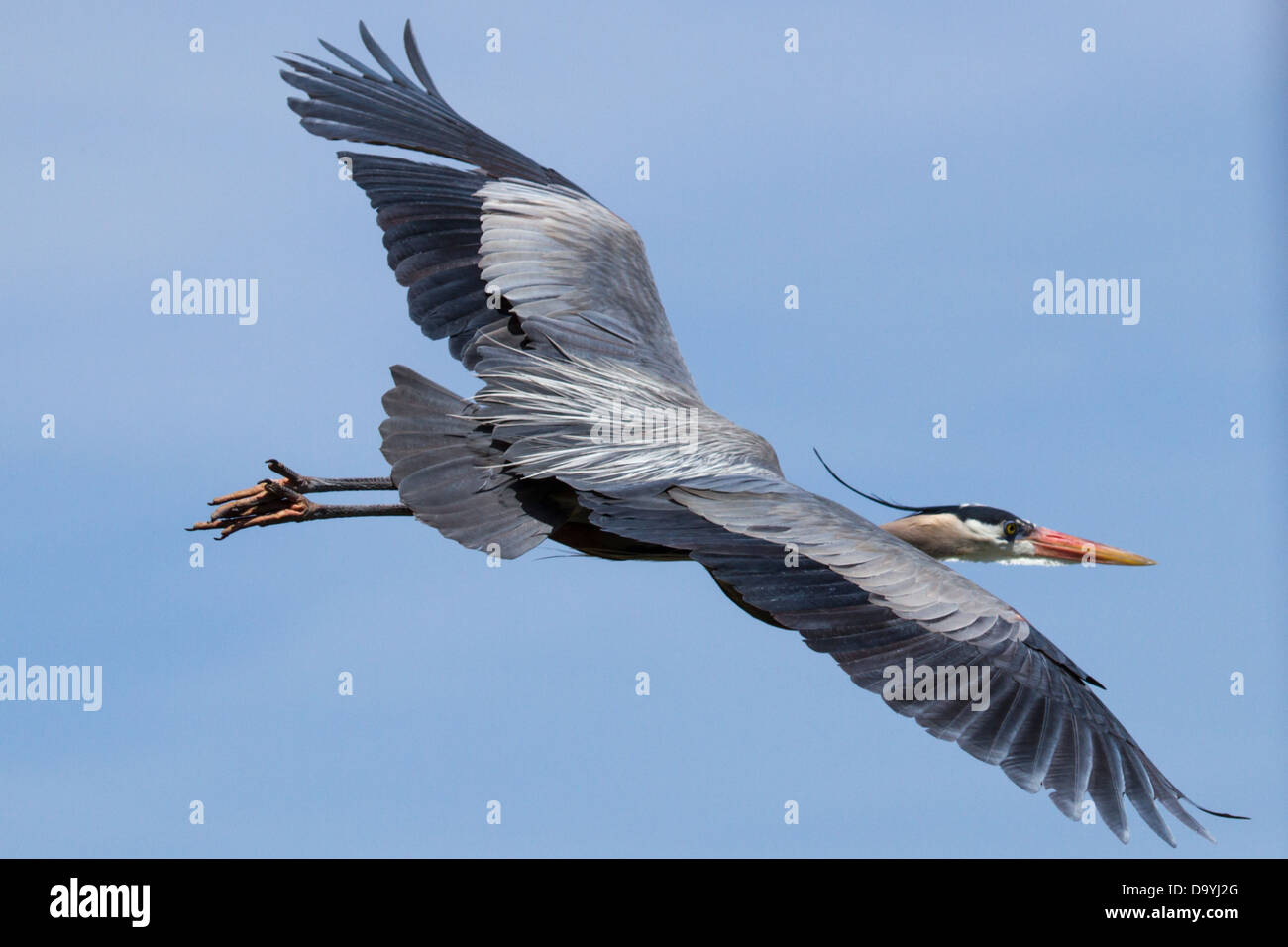 Great Blue Heron (Ardea Herodias) im Flug Stockfoto