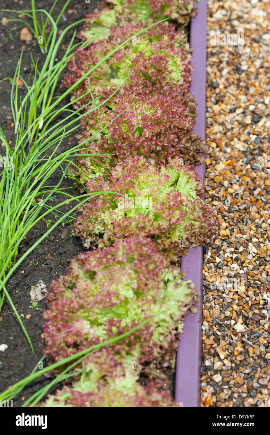 Lollo Rosso Salat im Hochbeet Stockfoto