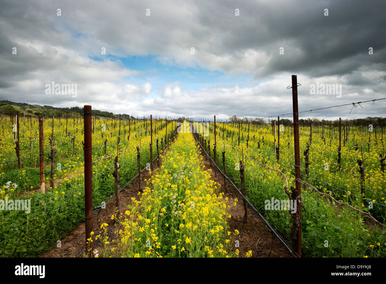 Senf Blumen verschlingen einen Weinberg in der Appellation Alexander Valley von Sonoma Wine Country im Frühjahr in der Nähe von Healdsburg, Stockfoto