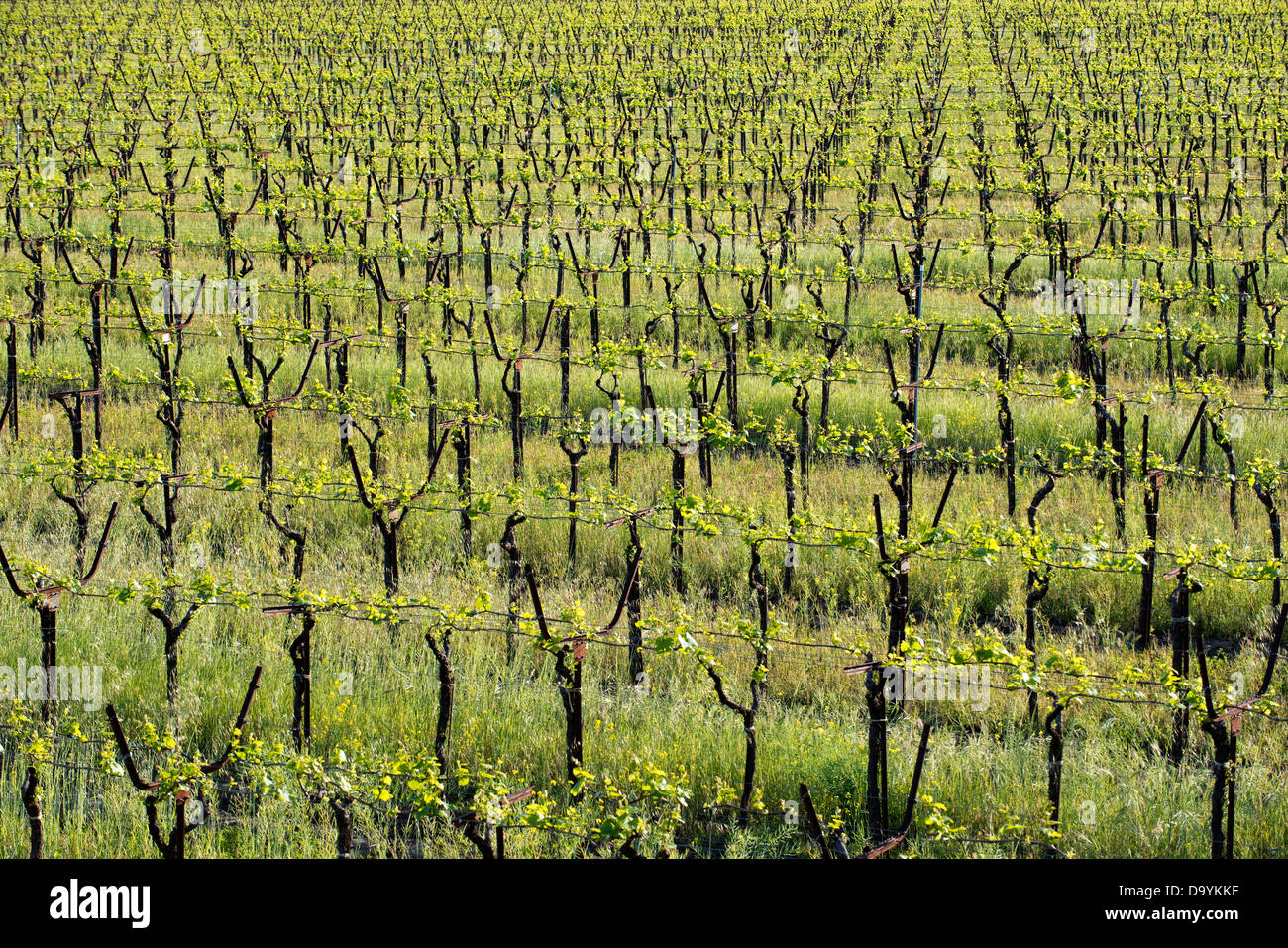 Eine abstrakte Sicht auf einen Weinberg in der Appellation Alexander Valley von Sonoma Wine Country im Frühjahr in der Nähe von Healdsburg, Kalifornien. Stockfoto