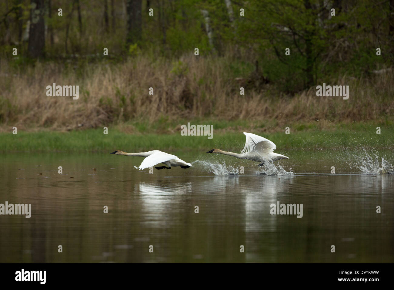 Trumpeter Schwäne Flug Stockfoto