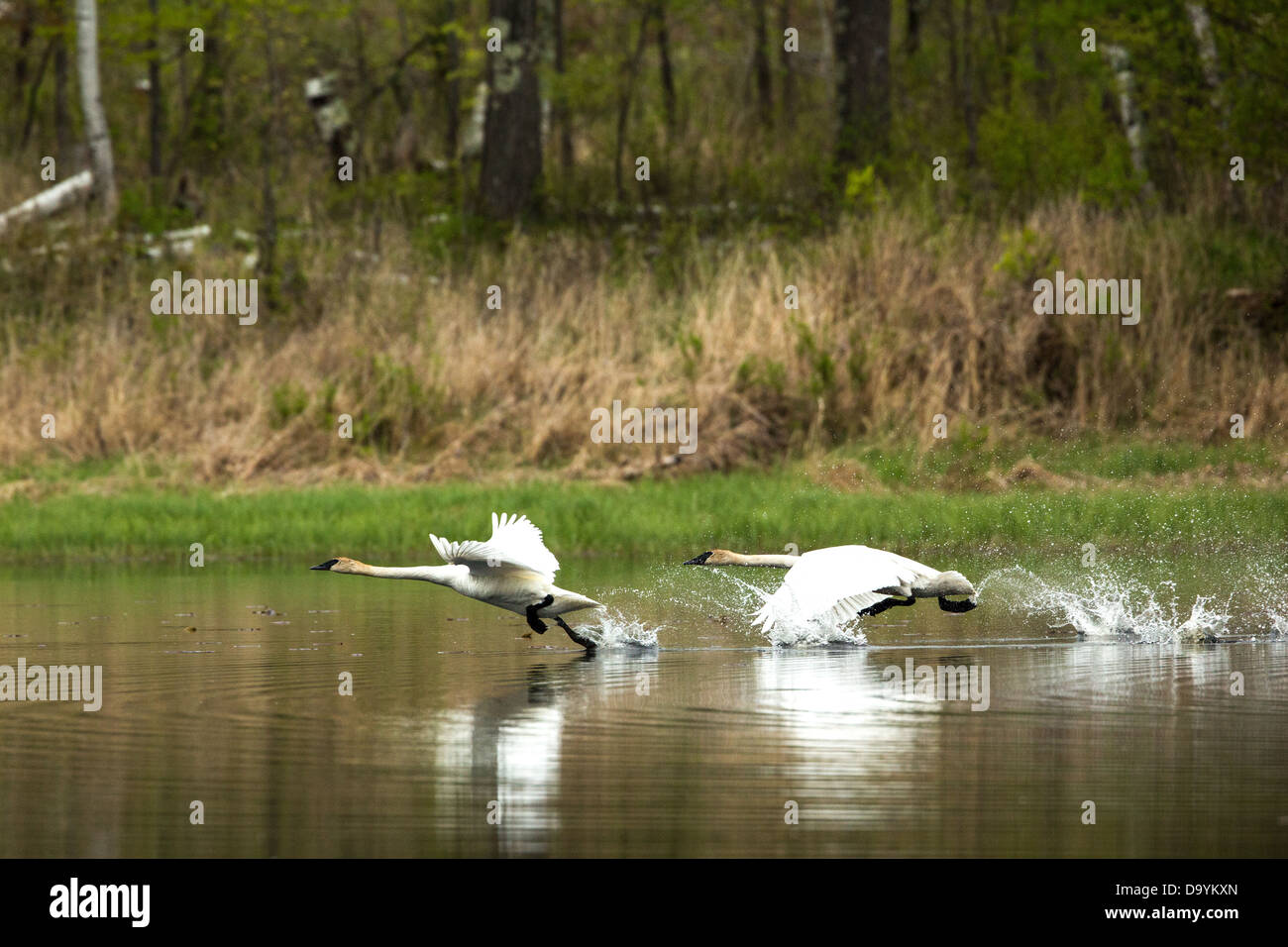 Trumpeter Schwäne Flug Stockfoto