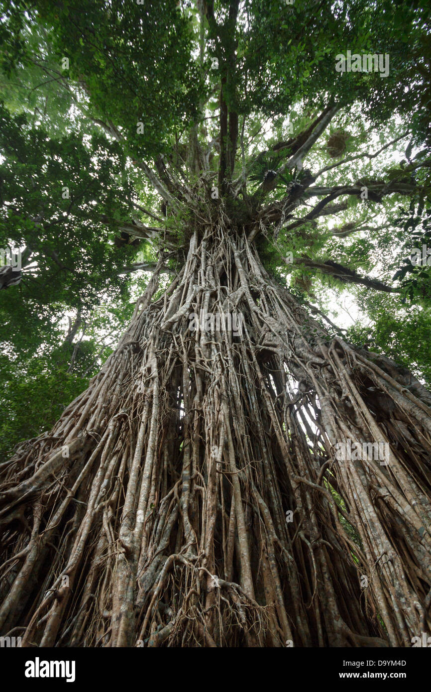 Auf der Suche, der riesigen Kathedrale Feigenbaum auf die Atherton Tablelands, Queensland, Australien. Stockfoto