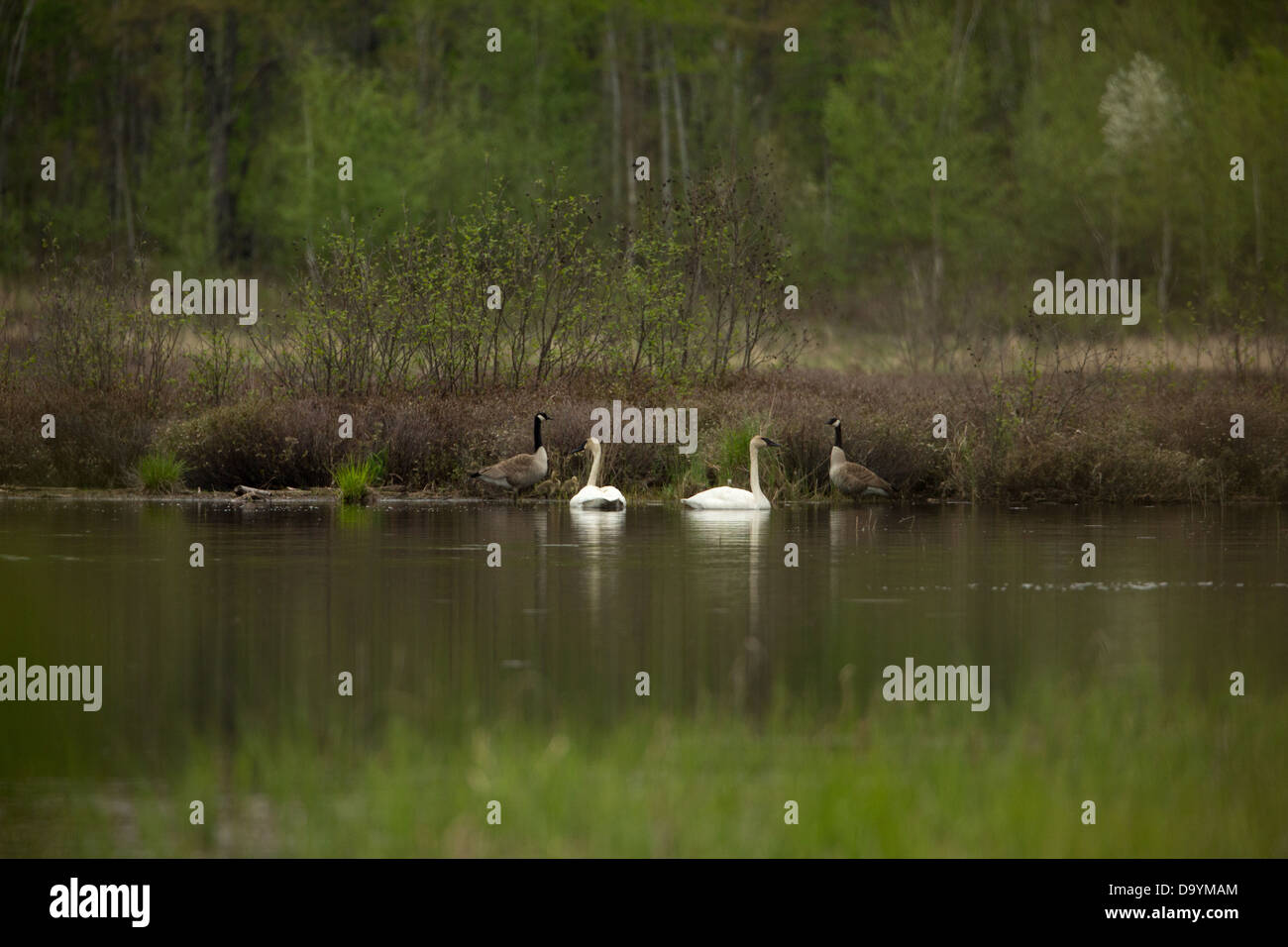 Trumpeter Schwäne und Kanadagänse Stockfoto