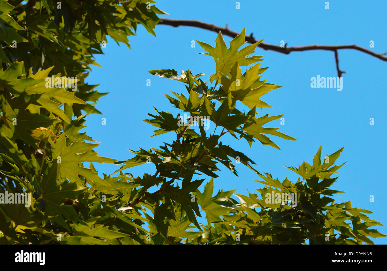 Platanus Orientalis, durchscheinend, Blätter, Natur, tropischer Baum, grün Stockfoto