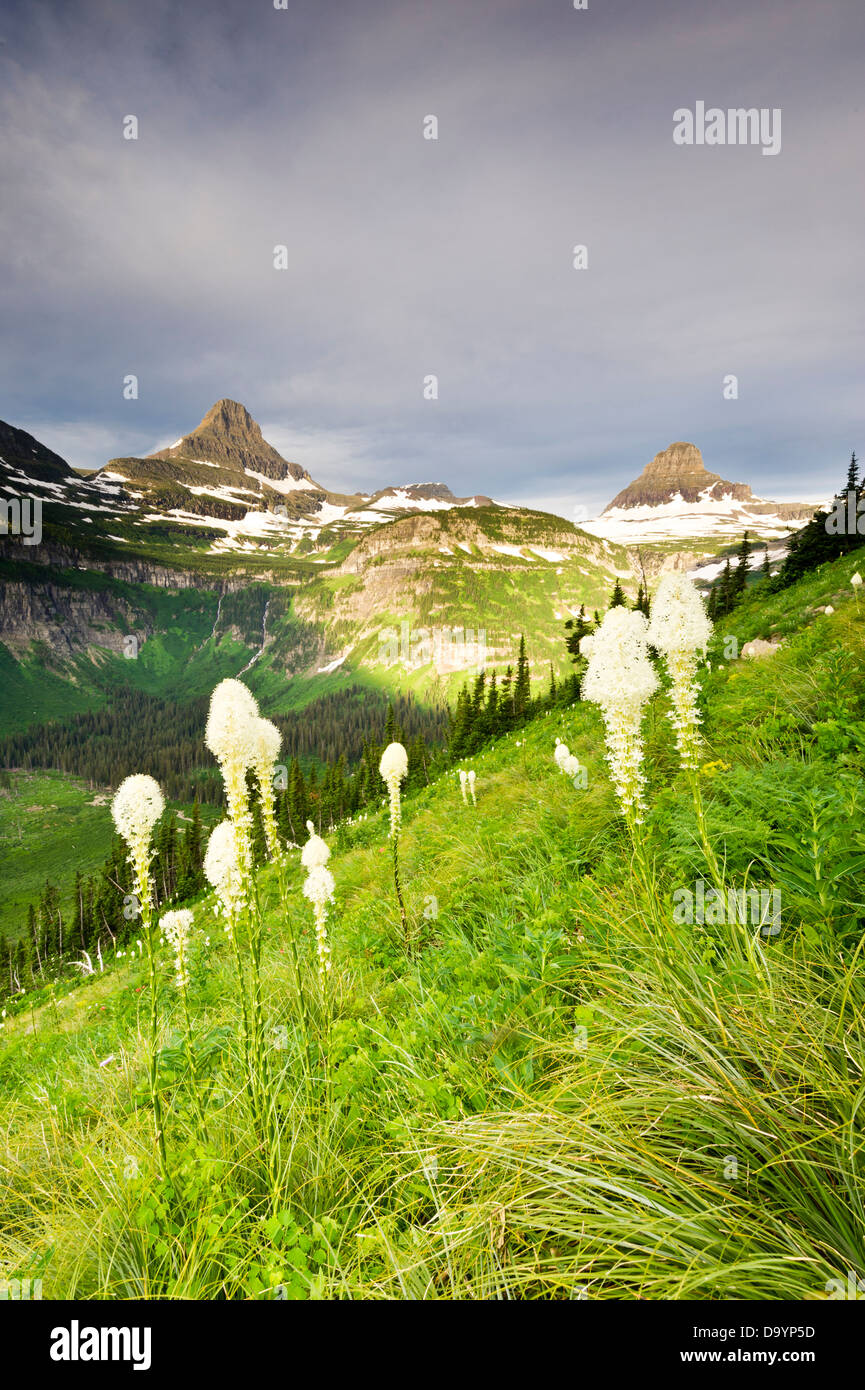 Bear Grass unter Mount Reynolds und Mount Clements auf der Going-to-the-Sun Road, Glacier National Park, Montana Stockfoto