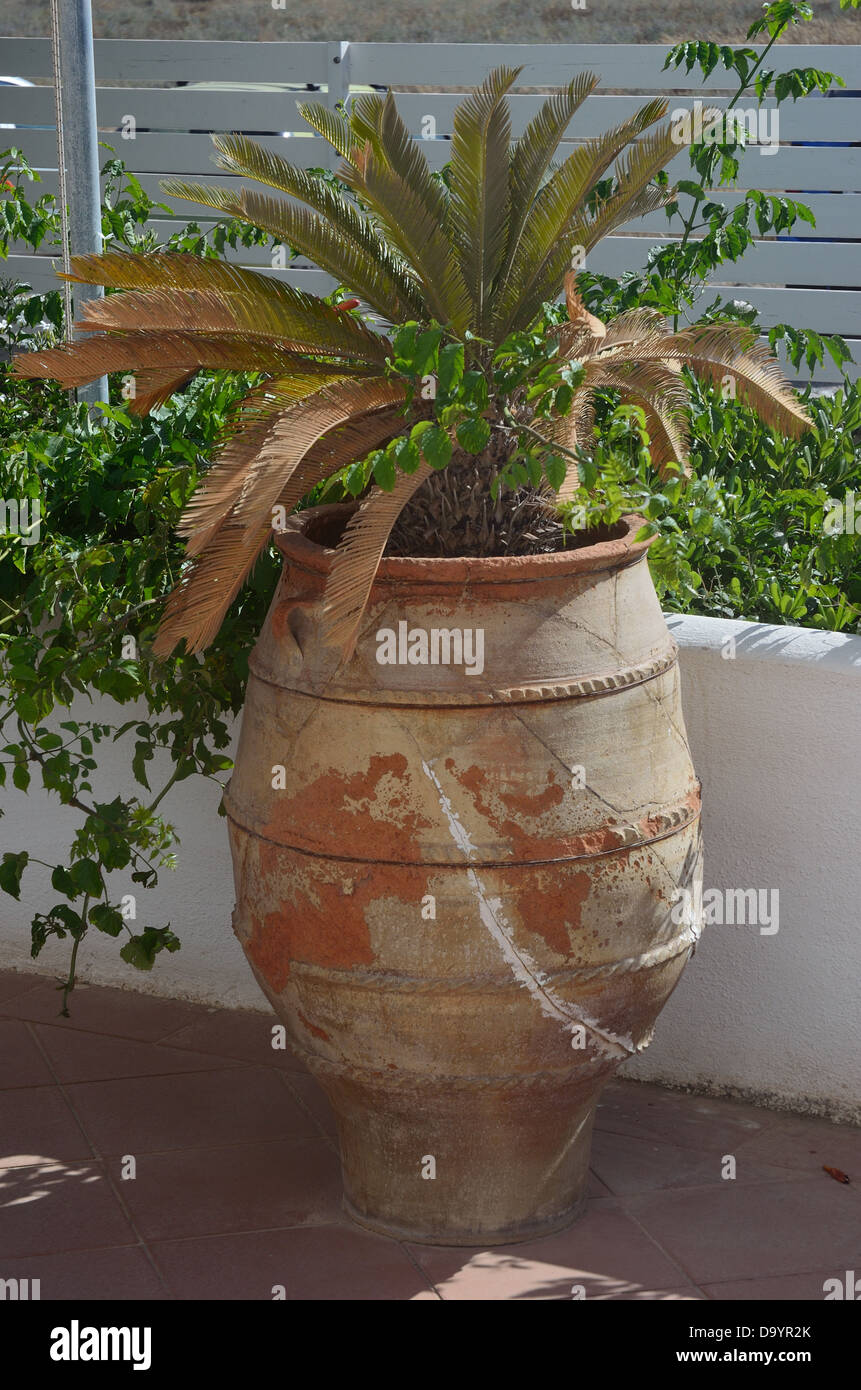 Palm-Werk in großen Blumentopf Stockfoto