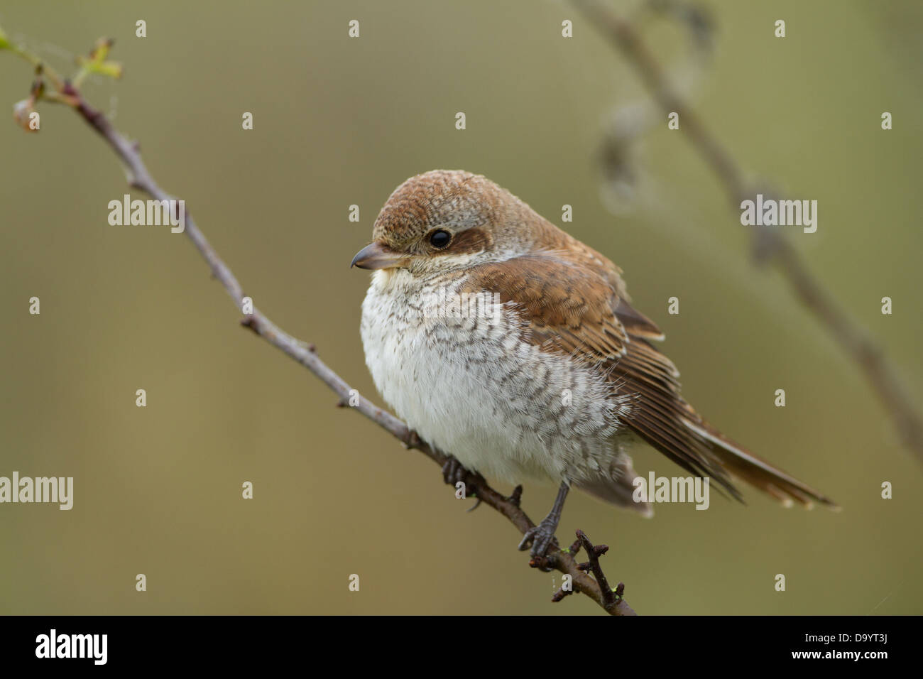 Portrait über eine Juvenile rote Rückseite Shrike. Stockfoto