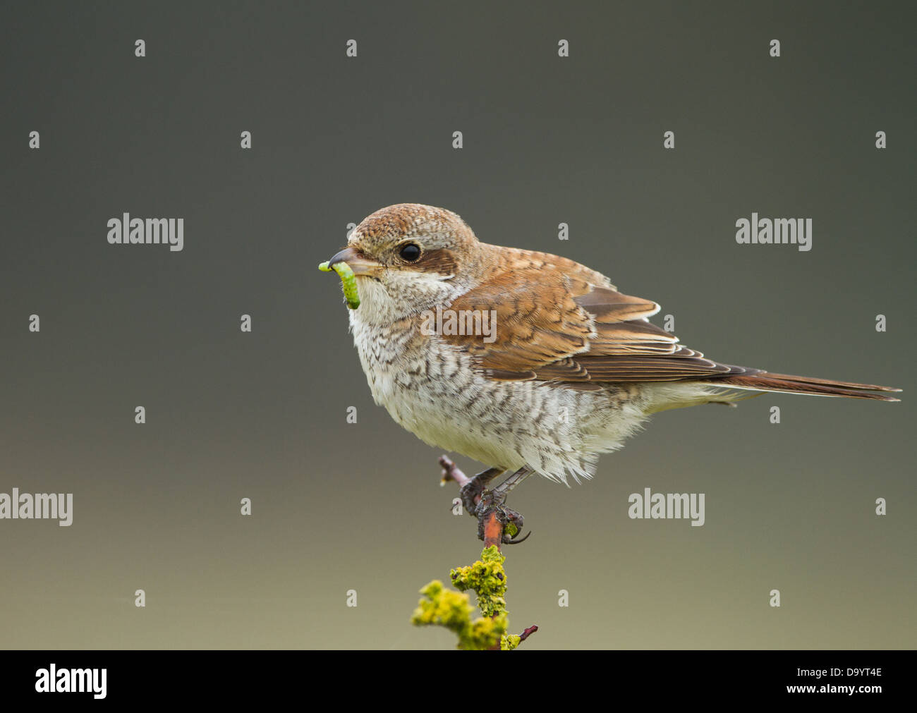 Porträt einer juvenilen rot zurück Shrike mit Caterpillar. Stockfoto