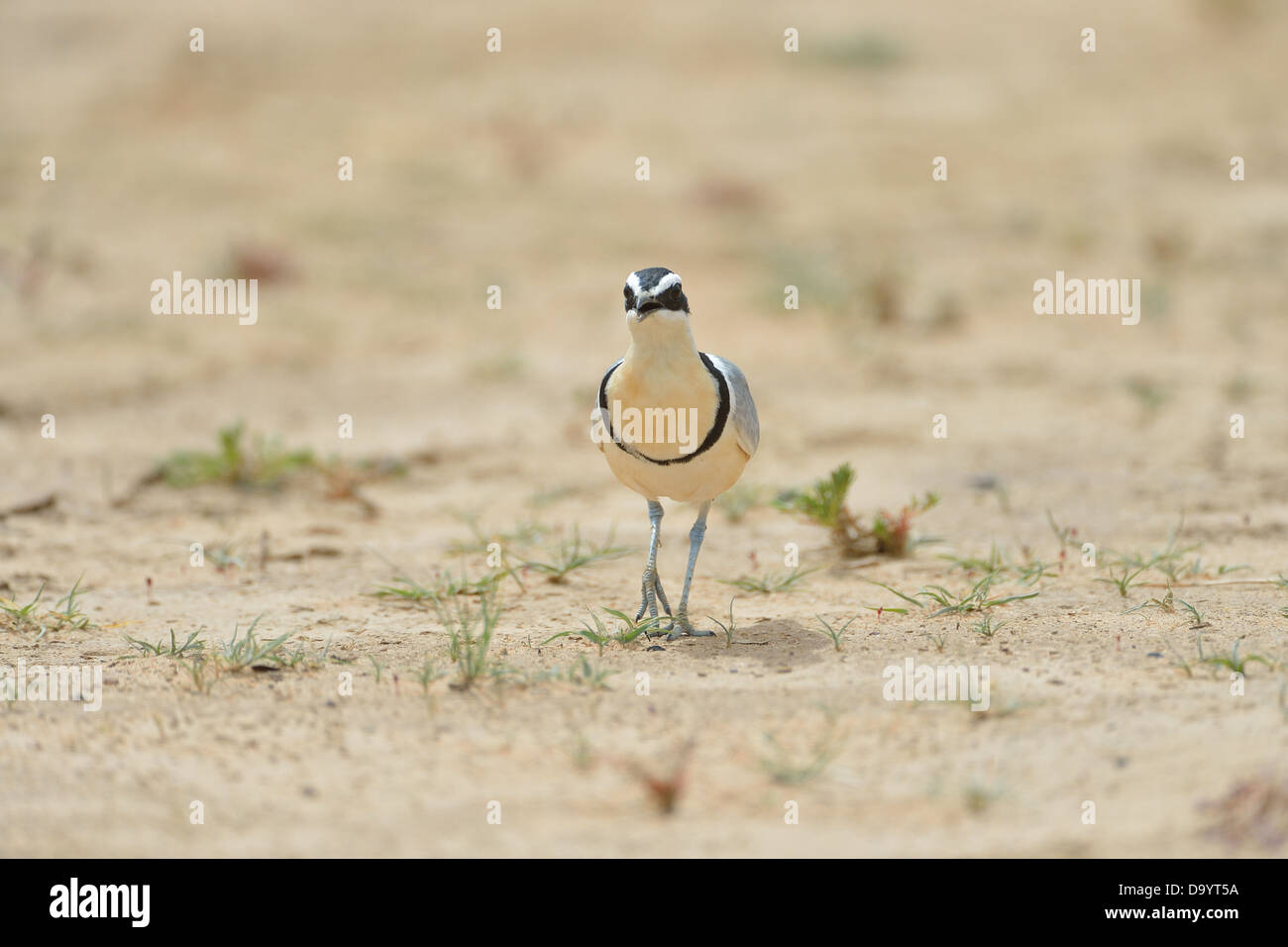 Ägyptische Regenpfeifer - Krokodil-Vogel - Krokodil Regenpfeifer (Pluvianus Aegyptius) auf der Suche nach Nahrung auf den Boden W Regionalpark Stockfoto