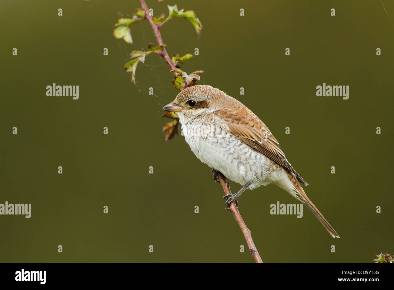 Portrait über eine Juvenile rote Rückseite Shrike. Stockfoto