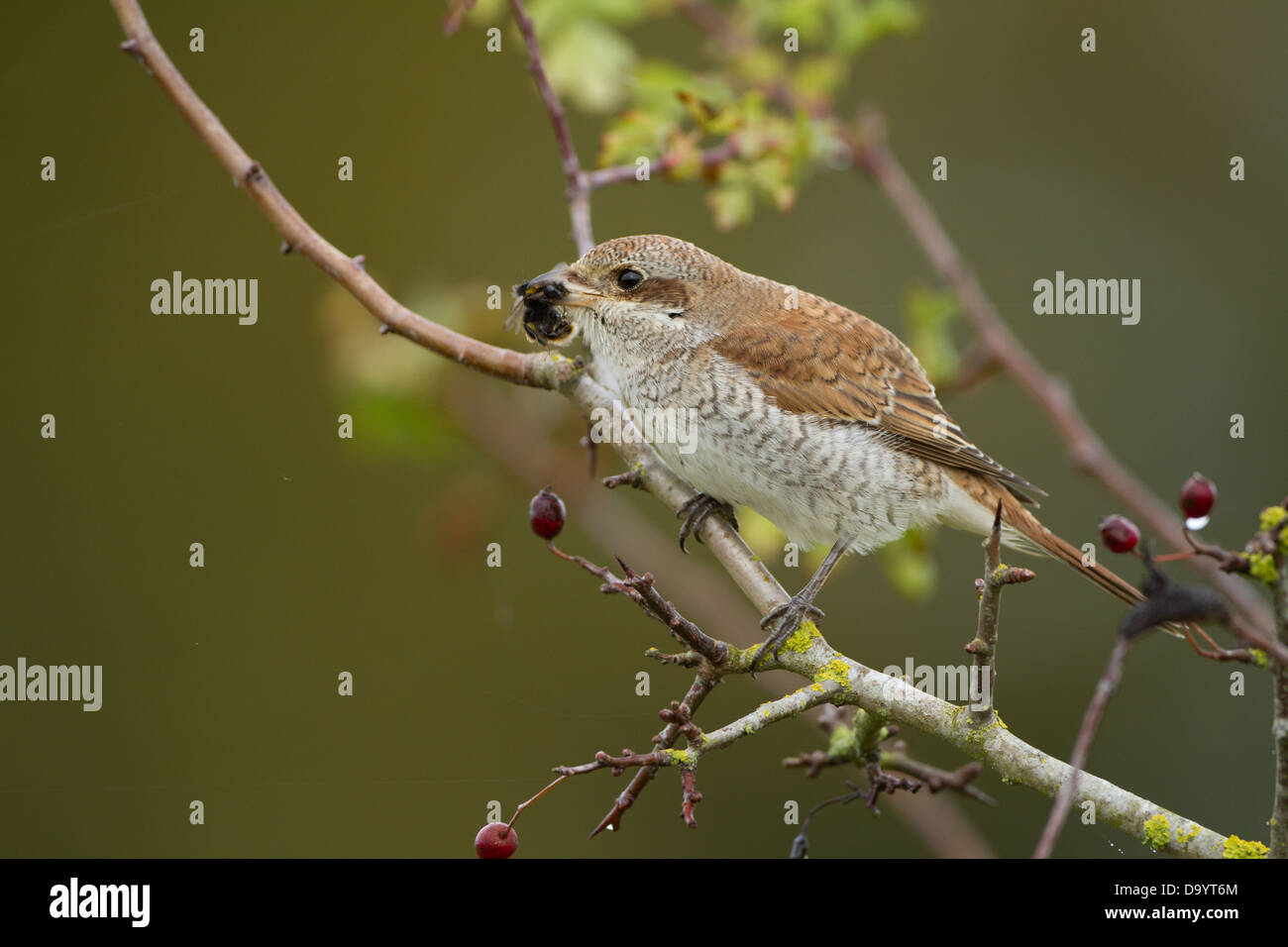 Porträt einer juvenilen rot zurück Shrike mit einer Biene in den Schnabel. Stockfoto