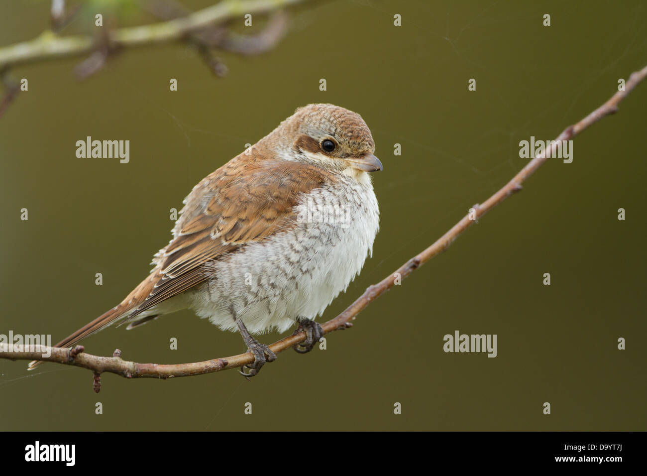 Portrait über eine Juvenile rote Rückseite Shrike. Stockfoto