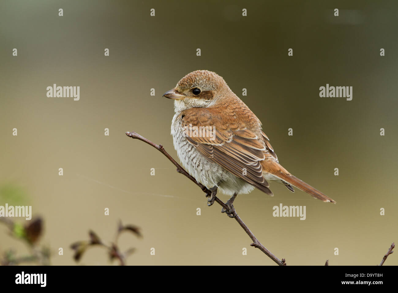 Portrait über eine Juvenile rote Rückseite Shrike. Stockfoto