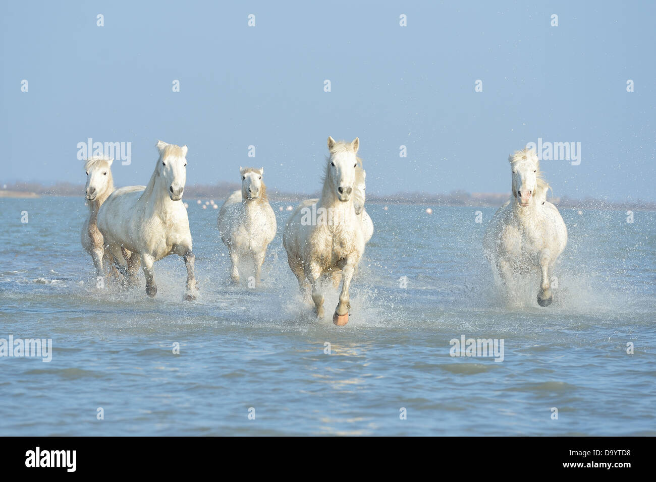 Camargue-Pferd (Equus Caballus) Herde Pferde laufen im Wasser im Winter Camargue - Frankreich Stockfoto