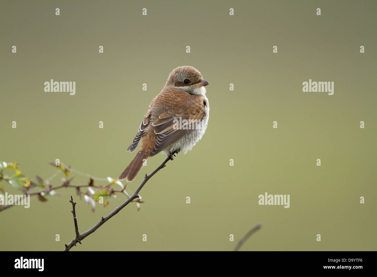 Portrait über eine Juvenile rote Rückseite Shrike. Stockfoto