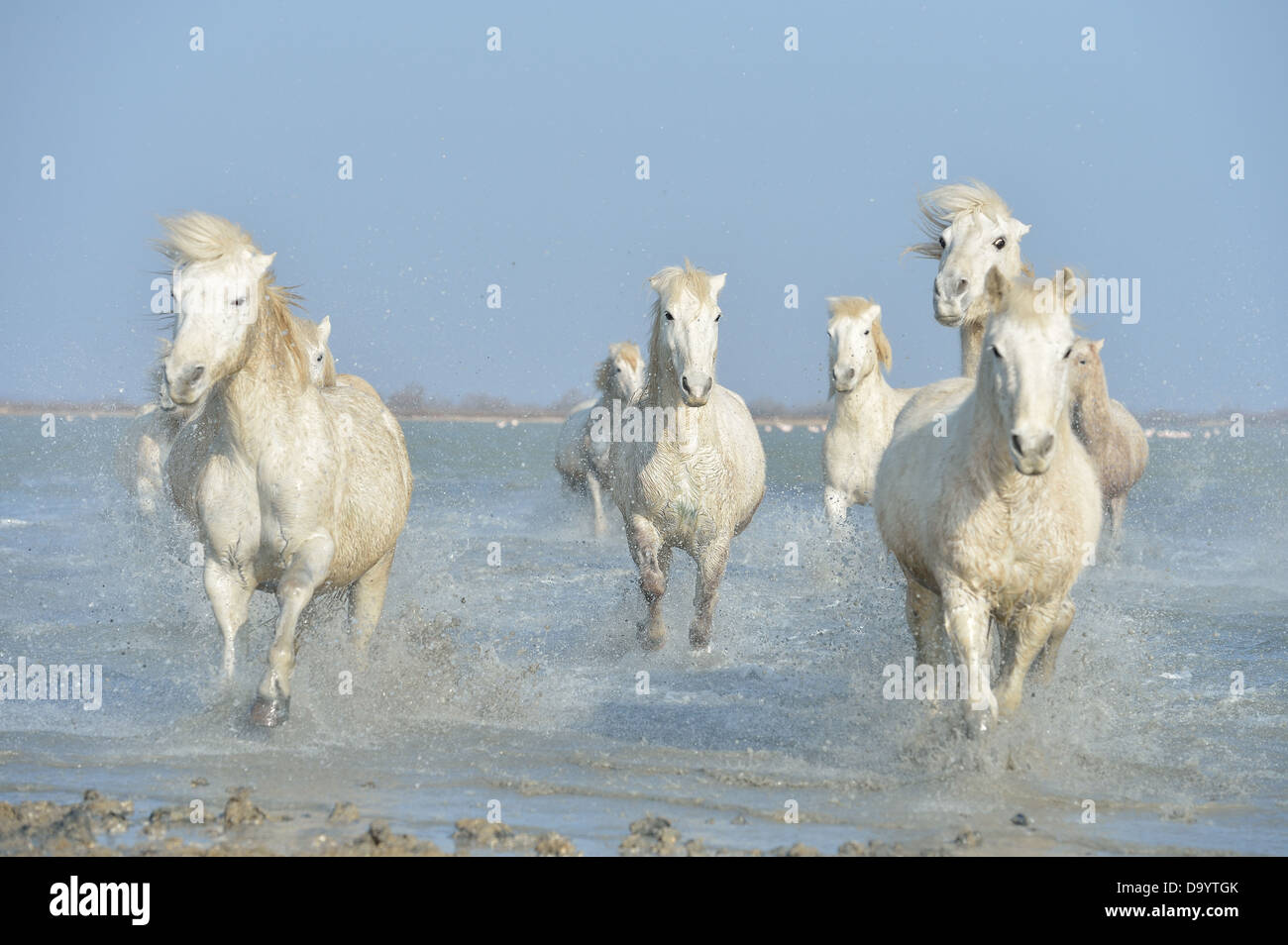 Camargue-Pferd (Equus Caballus) Herde Pferde laufen im Wasser im Winter Camargue Stockfoto