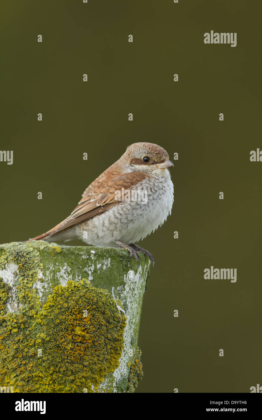 Portrait über eine Juvenile rote Rückseite Shrike. Stockfoto