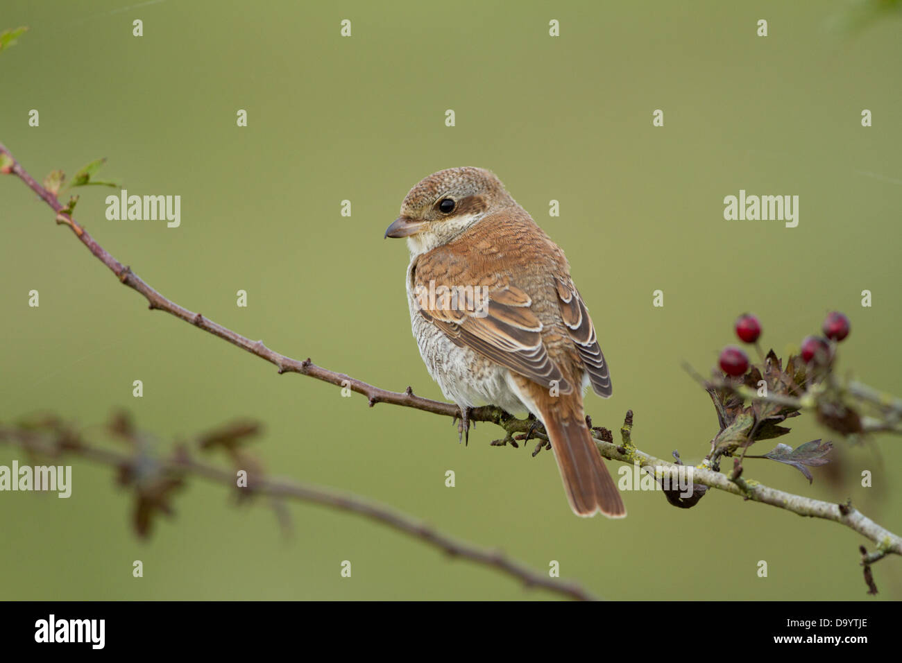 Portrait über eine Juvenile rote Rückseite Shrike. Stockfoto